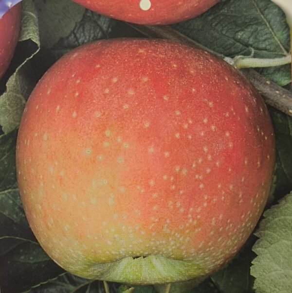 MELA FLORINA | Malus domestica Florina