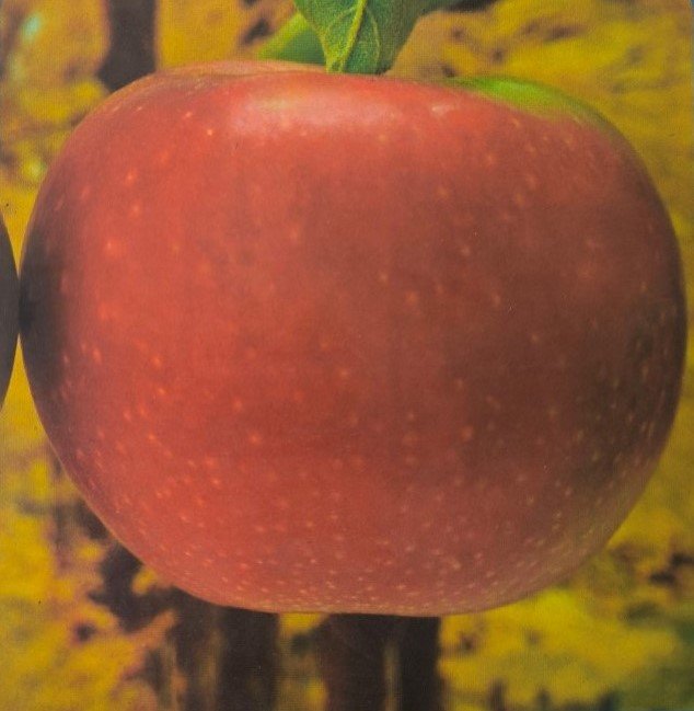 MELA ABBONDANZA |  Malus domestica Borkh
