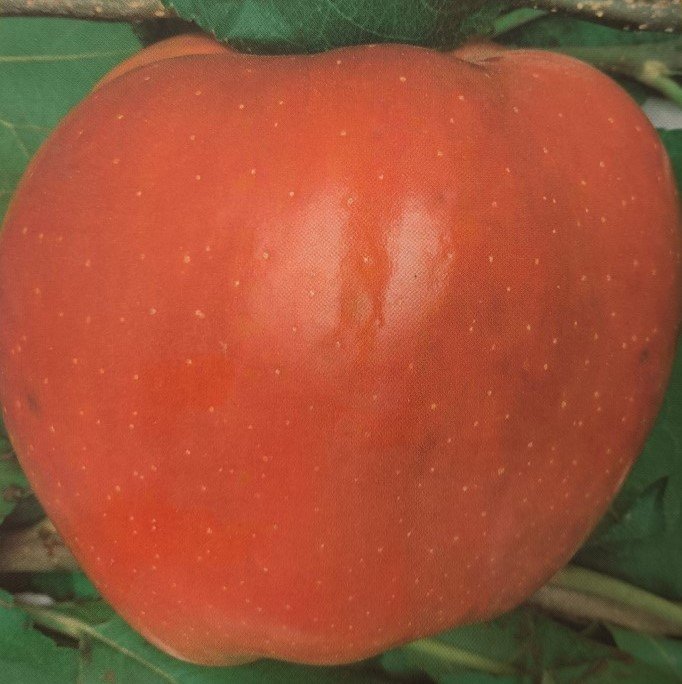 MELA RED CHEF | Malus domestica 'Red Chef