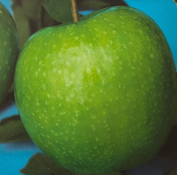 MELA GRANNY SMITH | Malus domestica Granny Smith