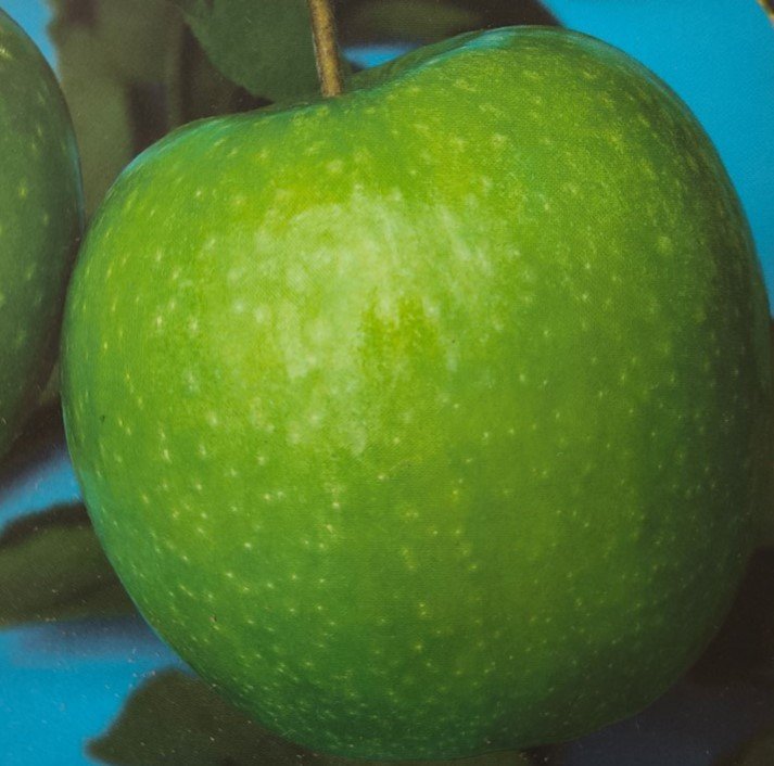 MELA GRANNY SMITH | Malus domestica Granny Smith