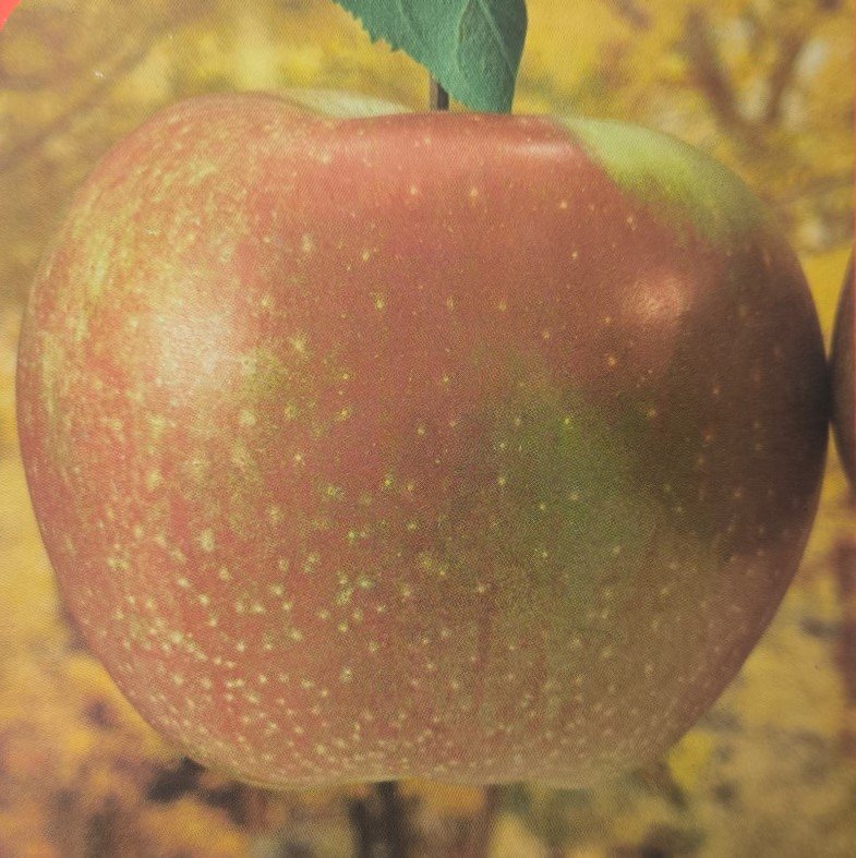 MELA STAYMAN RED | Malus domestica Stayman Red