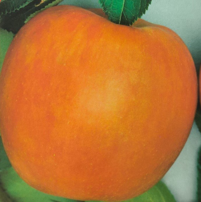 MELA JONAGOLD | Malus domestica Jonagold