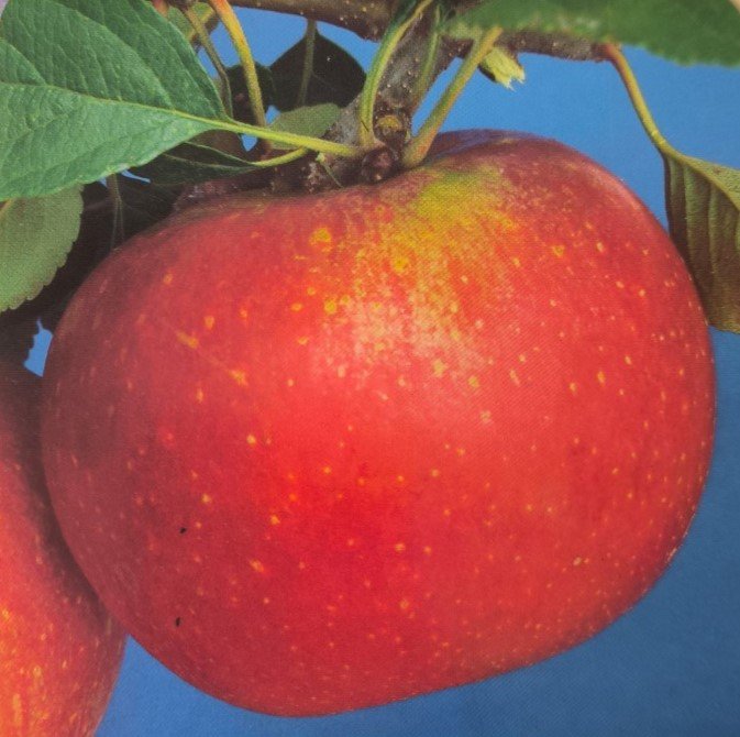 MELA ANNURCA | Malus domestica Annurca