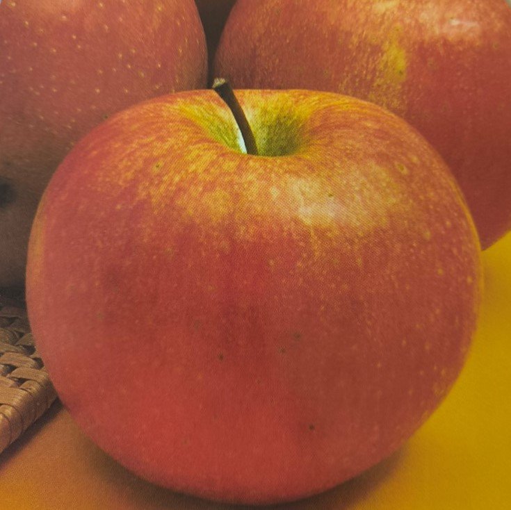 MELA IMPERATORE | Malus domestica Imperatore