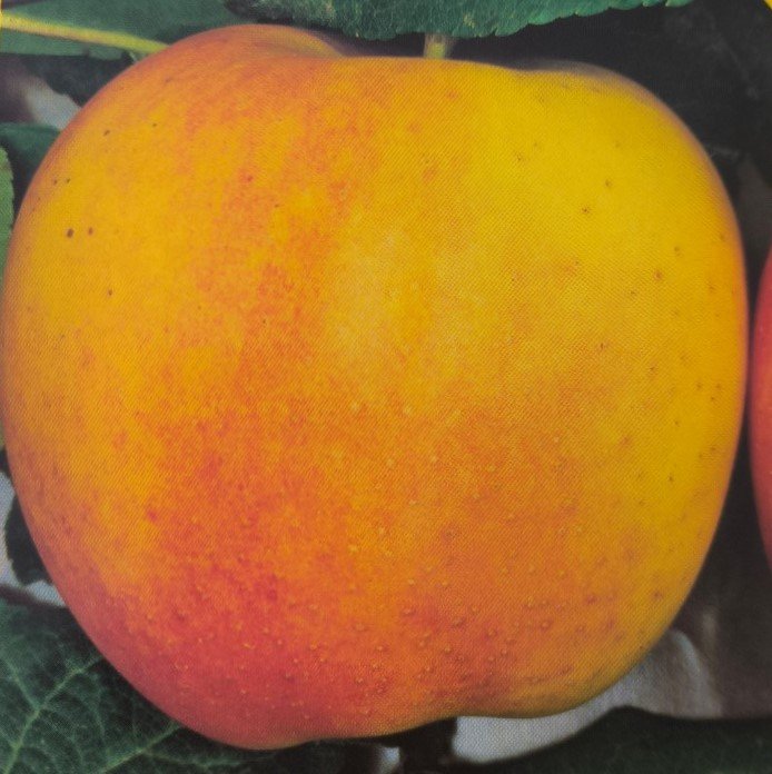 MELA OZARK GOLD | Malus domestica Ozark Gold