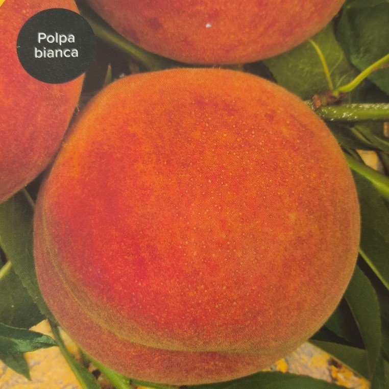 PESCA IRIS ROSSO | Prunus Persica Iris Rosso