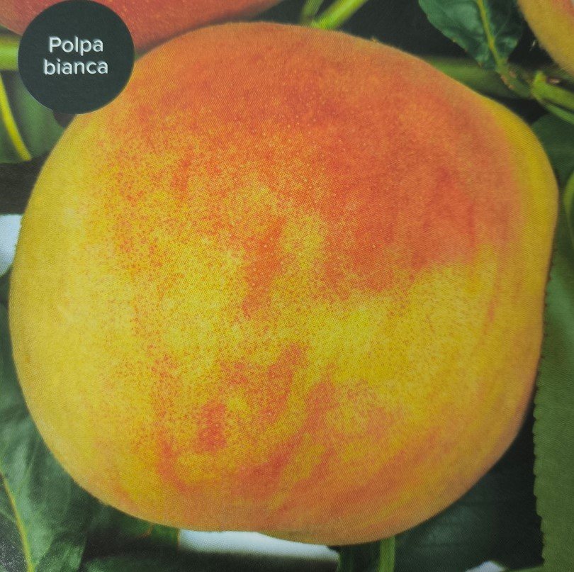MARIA BIANCA | Prunus Persica Maria Bianca