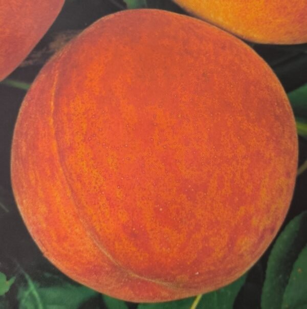 PESCA CRESTHAVEN | Prunus Persica Cresthaven