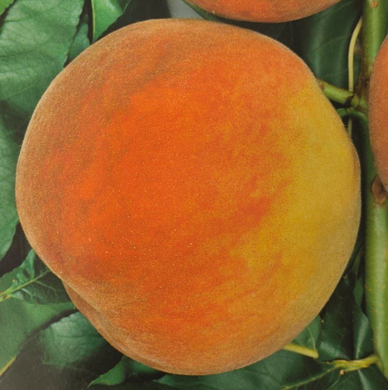 PESCA MARIA LUISA | Prunus Persica Maria Luisa