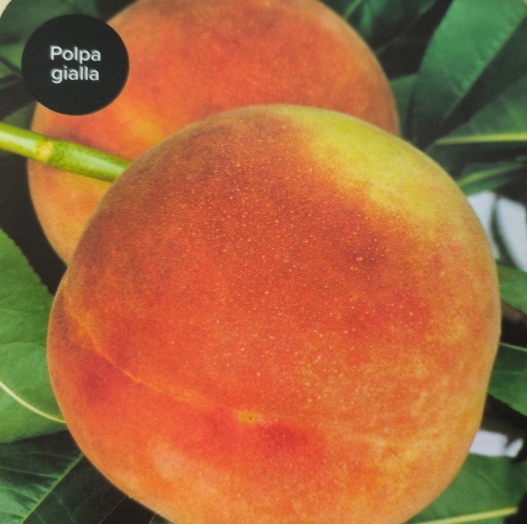 PESCA GLOWHAVEN | Prunus Persica Glowhaven