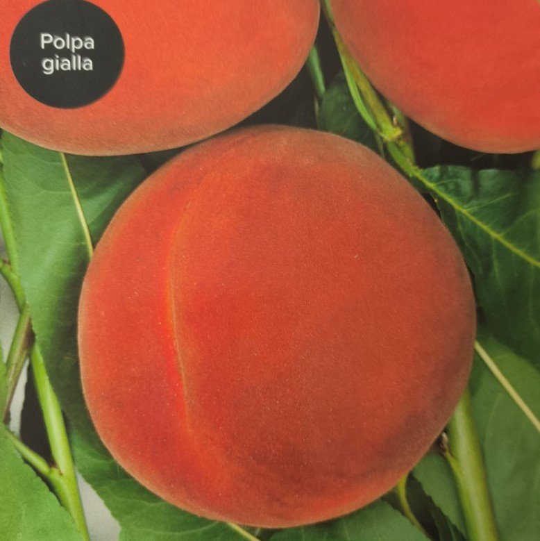 PESCA FAYETTE | Prunus Persica Fayette