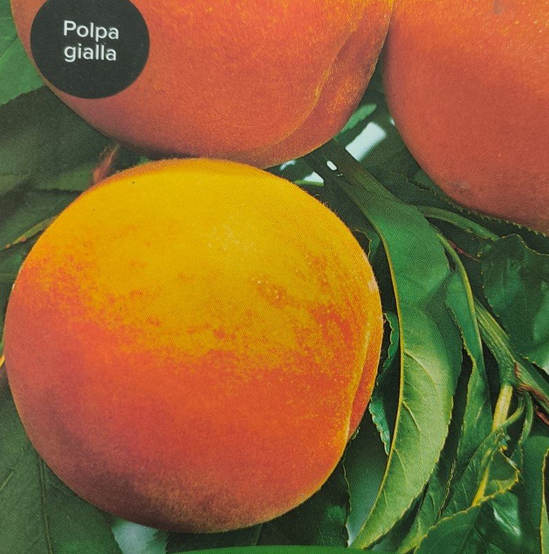 PESCA SPRINGCREST | Prunus Persica Springcrest
