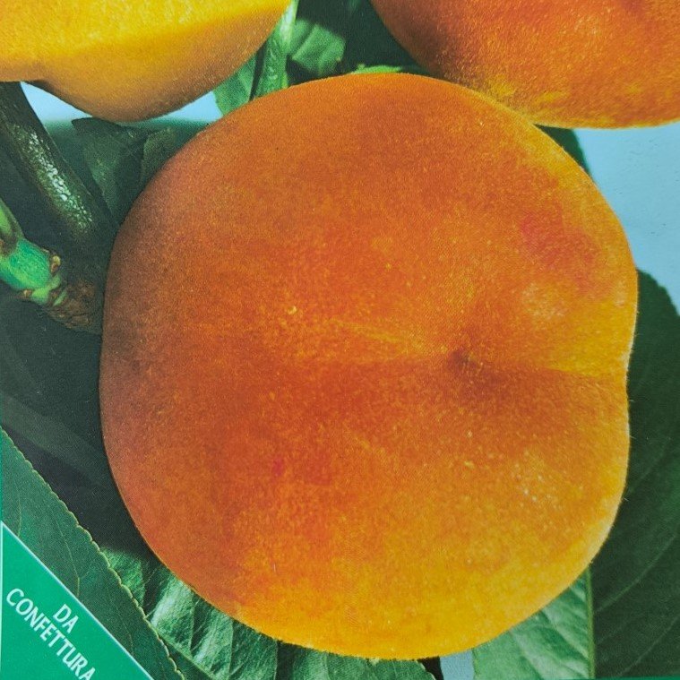 PESCA PERCOCCA | Prunus Persica Percocca