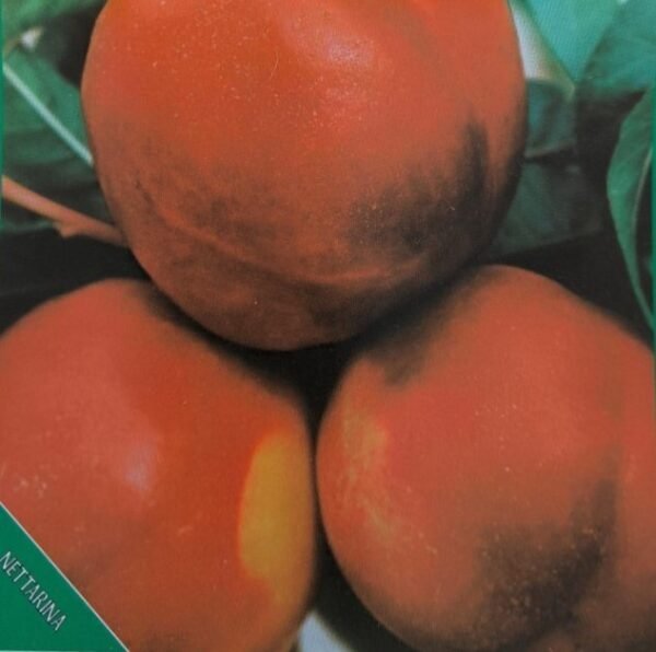 PESCA NOCE TARDIVA | Prunus Persica Noce Tardiva
