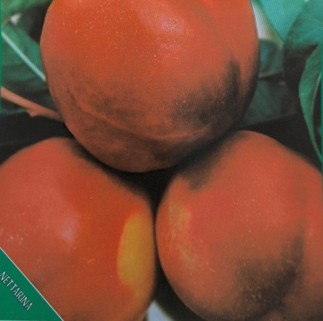 PESCA NOCE TARDIVA | Prunus Persica Noce Tardiva