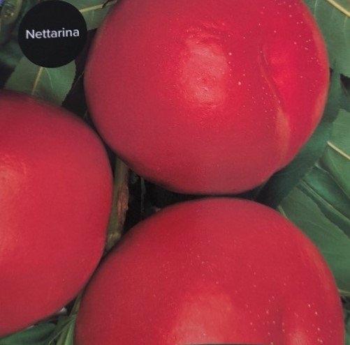 PESCA NOCE PRECOCE | Prunus Persica Noce Precoce