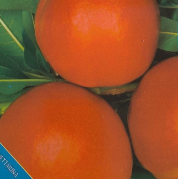 PESCA NOCE PRECOCISSIMA | Prunus Persica Noce Precocissima
