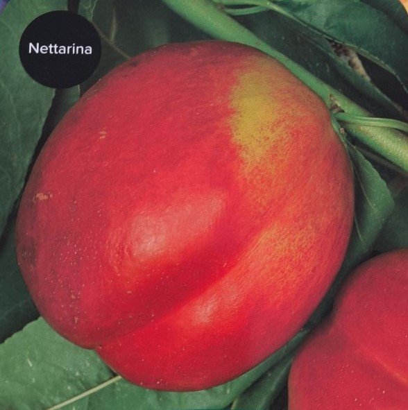 PESCA NOCE STARK REDGOLD | Prunus Persica Stark Redgold