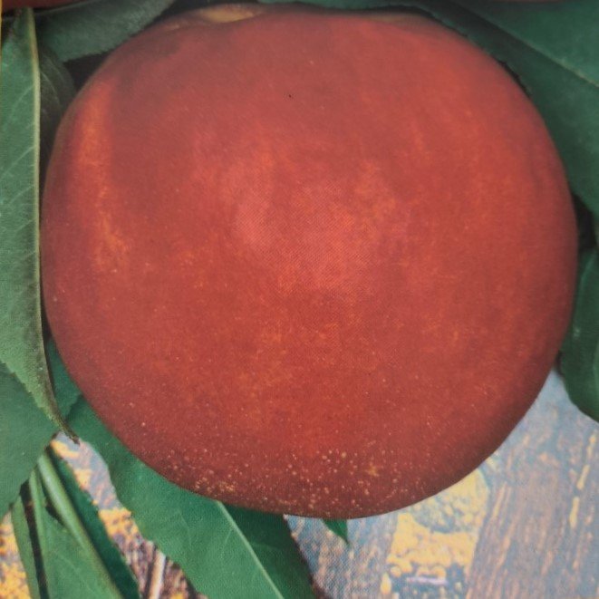 PESCO NOCE WEINBERGER | Prunus Persica Weinberger