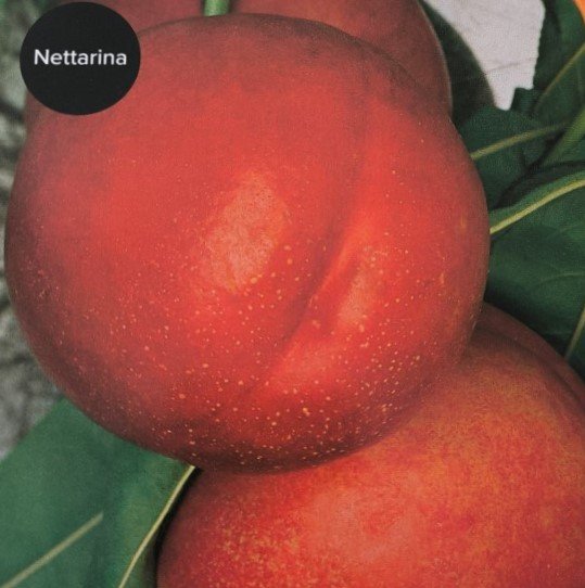 PESCA NOCE INDIPENDENCE | Prunus Persica Indipendence