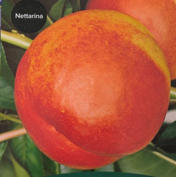 PESCA NOCE VENUS | Prunus Persica Venus
