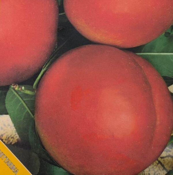 PESCA NOCE NETTARINA ARMKING | Prunus Persica Nettarina Armking
