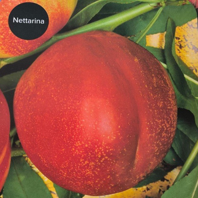 PESCA NOCE SNOWQUEEN | Prunus Persica Snowqueen