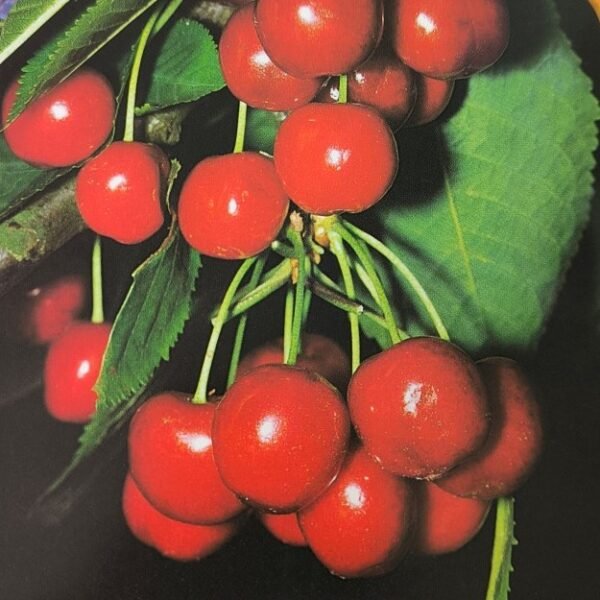 CILIEGIA MARASCA | Prunus Cerasus Marasca