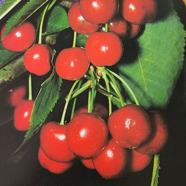 CILIEGIA MARASCA | Prunus Cerasus Marasca