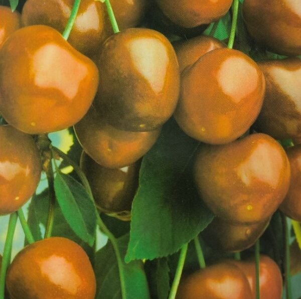 CILIEGIA DURONE DI CESENA | Prunus Avium Durone di Cesena