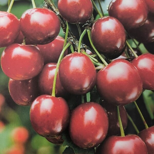 CILIEGIA DURONA MORA DI CAZZANO | Prunus Avium Mora di Cazzano