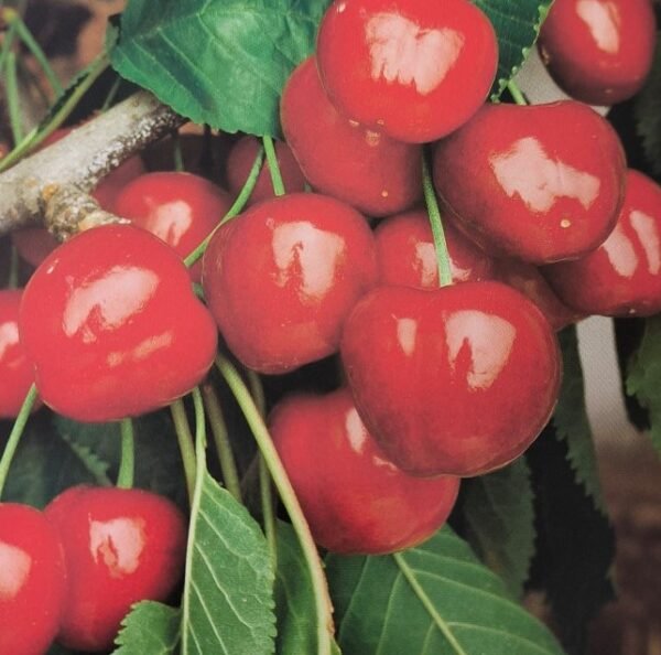 CILIEGIA GIORGIA | Prunus Avium Giorgia