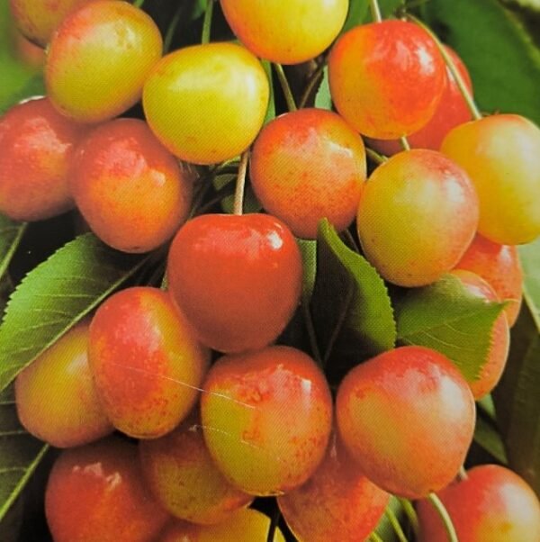 CILIEGIA MAROSTICANA | Prunus Avium Marosticana