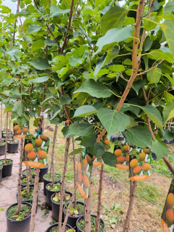 ALBICOCCA BELLA D'IMOLA | Prunus Armeniaca Bella d'Imola - immagine 5