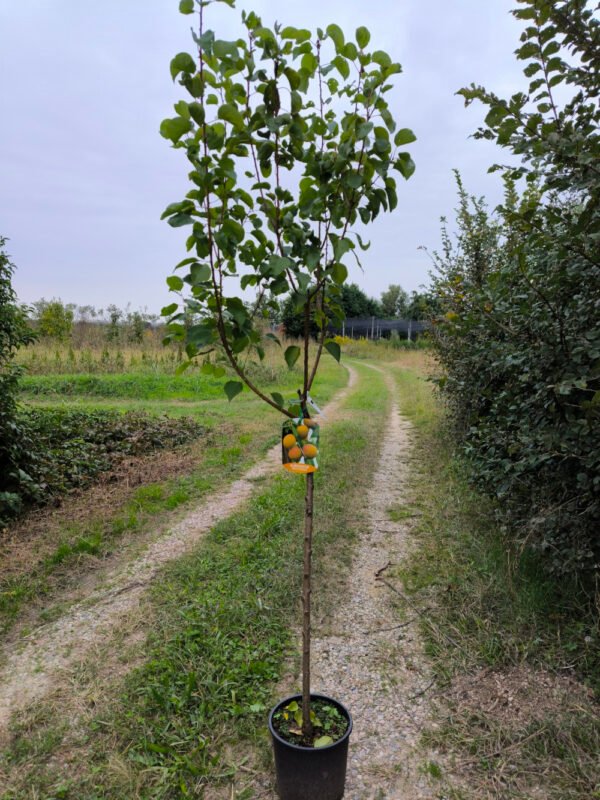 ALBICOCCA BELLA D'IMOLA | Prunus Armeniaca Bella d'Imola - immagine 3
