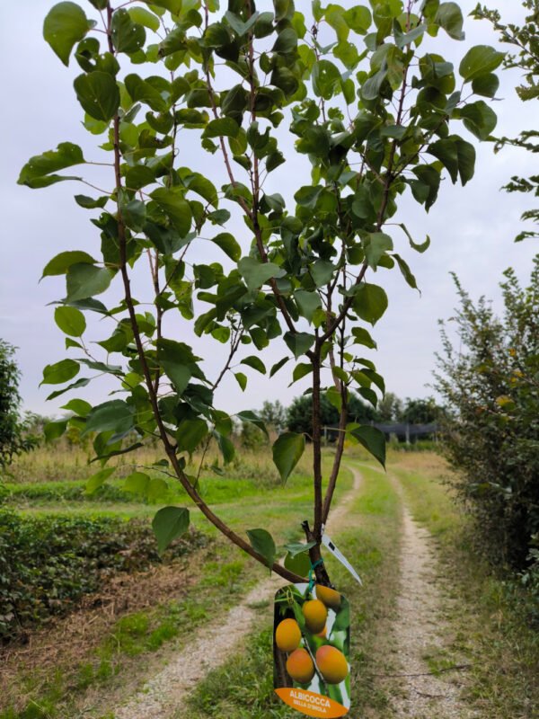 ALBICOCCA BELLA D'IMOLA | Prunus Armeniaca Bella d'Imola - immagine 4
