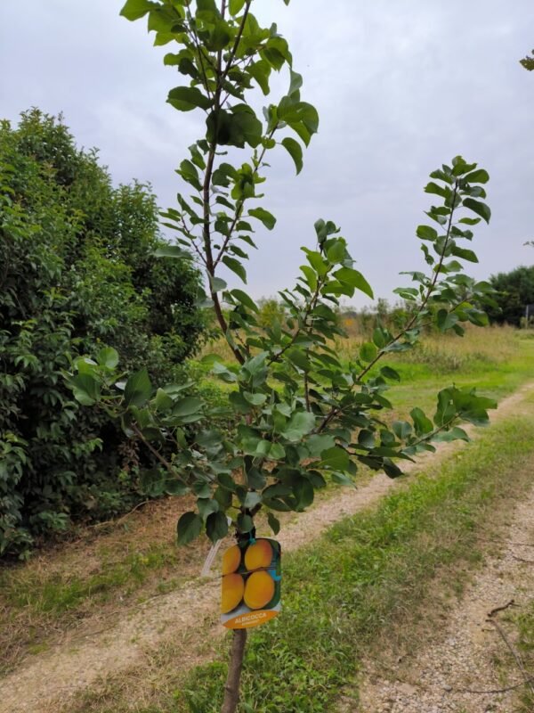 ALBICOCCA SUNGIANT | Prunus Armeniaca Sungiant - immagine 4