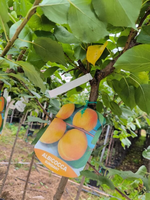 ALBICOCCA SUNGIANT | Prunus Armeniaca Sungiant - immagine 5