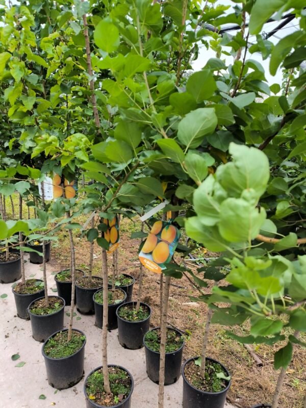 ALBICOCCA SUNGIANT | Prunus Armeniaca Sungiant - immagine 6