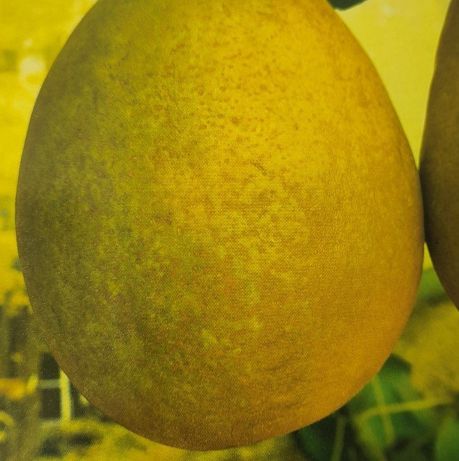 PERA BUTIRRA HARDY | Pyrus Communis Butirra Hardy