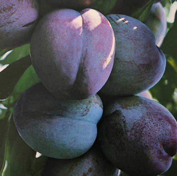 SUSINA STANLEY | Prunus Domestica Stanley