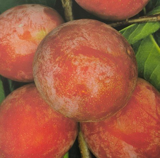 SUSINA SANTA ROSA | Prunus Domestica Santa Rosa