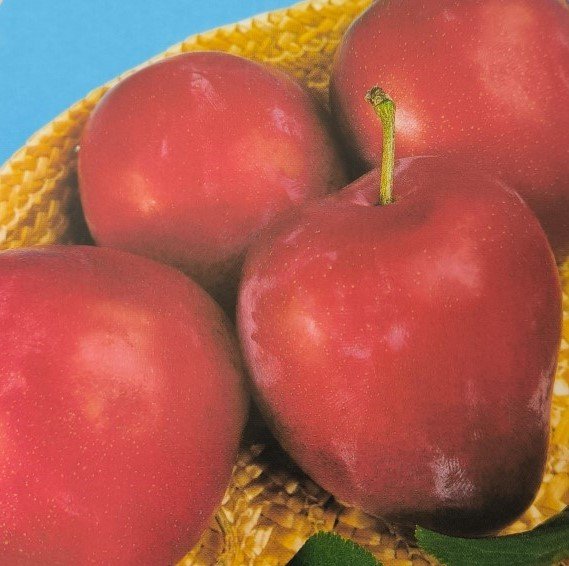 SUSINA SANGUE DI DRAGO | Prunus Domestica Sangue di Drago