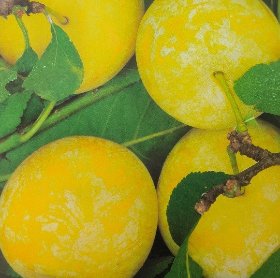 SUSINA SHIRO GOCCIA D'ORO | Prunus Domestica Shiro