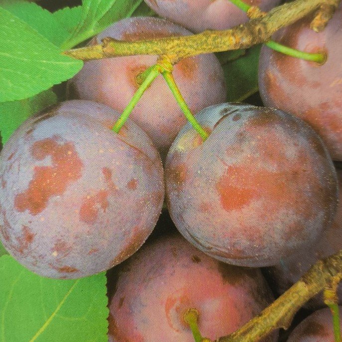 SUSINA REGINA CLAUDIA VIOLETTA | Prunus Domestica Regina Claudia Violetta