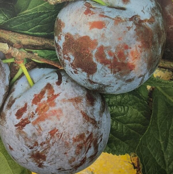 SUSINA CALIFORNIA BLUE | Prunus Domestica California Blue