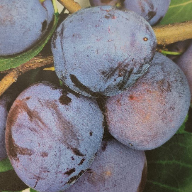 SUSINA GROSSA DI FELISIO | Prunus Domestica Grossa di Felisio