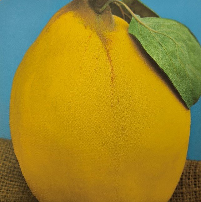 PERA COTOGNA | Pyrus Cydonia Oblonga