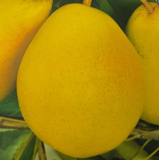 PERA SANTA MARIA | Pyrus Communis Santa Maria